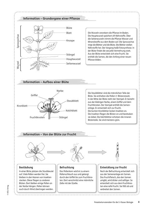 Sekundarstufe I Unterrichtsmaterial Biologie Pflanzen