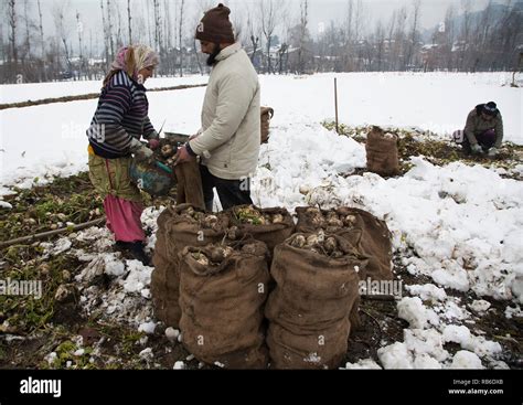 Srinagar Indian Controlled Kashmir Th Jan Kashmir Srinagar