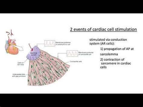 Lecture 3 Myocardial Contractile Cell Physiology YouTube