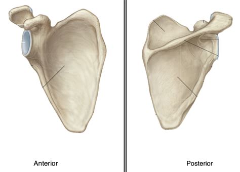 Scapula Labeling Diagram Quizlet