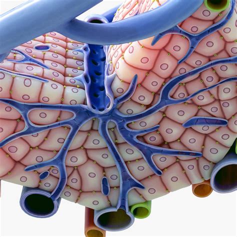 Microscopic Anatomy Of Liver 3d Model Cgtrader