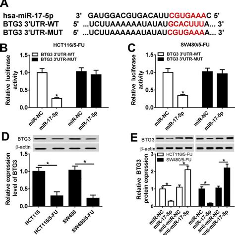 Btg3 Was Downregulated In 5 Fu Resistant Crc Cells Via Mir 17 5p Target