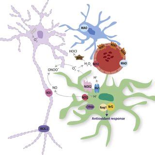 NOD2 Deficiency Inhibited NADPH Oxidase Activity And NOX2 Expression