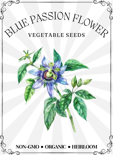 Blue Passion Flower (15 Seeds) | Heirloom | Organic | Blooms | Fresh ...