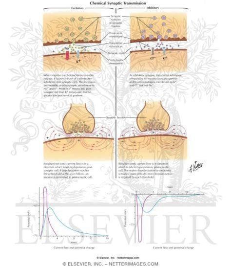 Graded Potentials in Neurons 