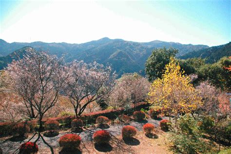 冬桜 神川町観光協会