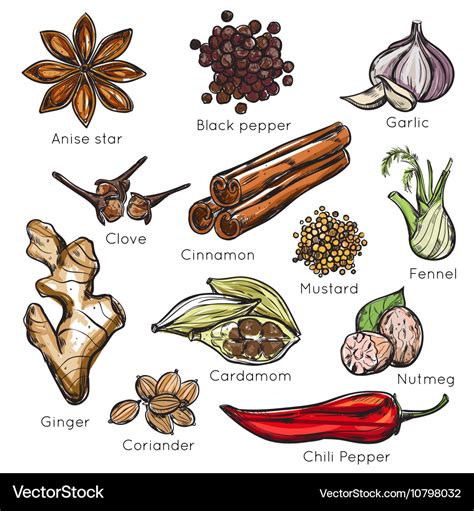 Indian Spices Herbs Icon Set Royalty Free Vector Image