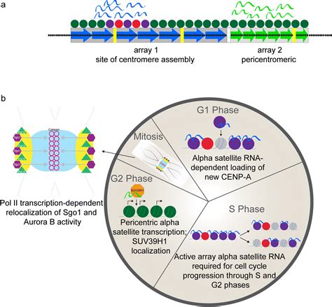 Alpha Satellite Dna Biology Finding Function In The Recesses Of The