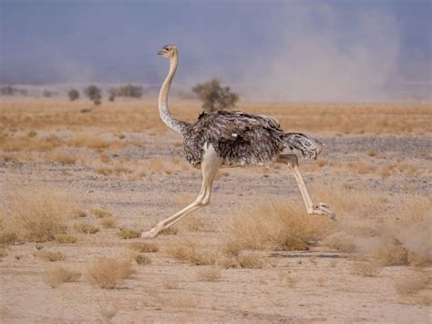 How Big Are Ostriches? (Wingspan + Size) | Birdfact