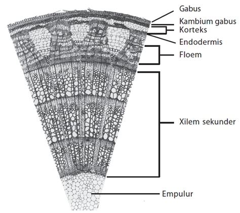 Struktur Dan Fungsi Jaringan Tumbuhan MAHKOTA SAINS