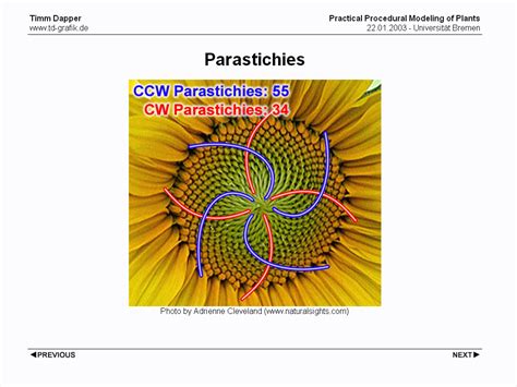 Sunflower Pattern Fibonacci