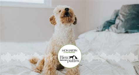 Podcast Bien dans ses pattes mon chien n arrête pas d aboyer