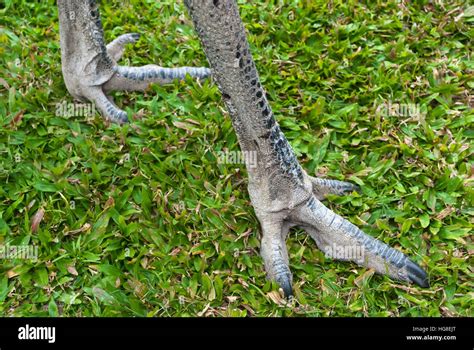 Emu feet hi-res stock photography and images - Alamy