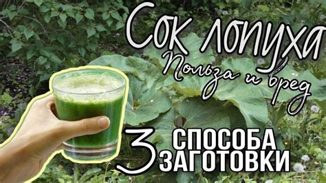 Сок лопуха: лечебные свойства и противопоказания, от чего помогает ...