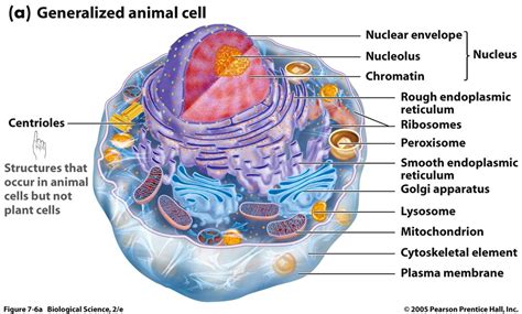 Chapter Cellular Form And Function Diagram Quizlet