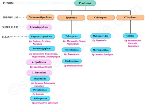 Classification Of Protozoa