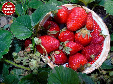 Strawberries Health Benefits Your Health Tube