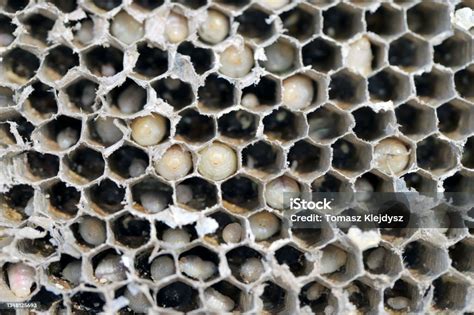 Hexagonal Cells With Larvae Of Common Wasp Exposed Centre Of Wasps Nest With Grubs Visble In