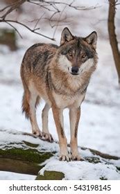 Grey Wolf Canis Lupus Stock Photo Shutterstock