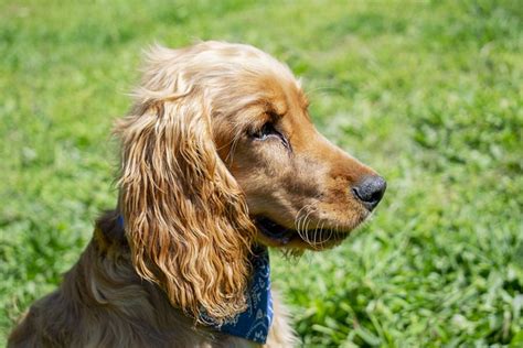 Raza Perro Cocker Spaniel Inglés Cualidades Y Características