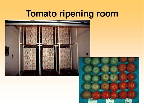 Ppt Ethylene And Fruit Ripening Powerpoint Presentation Free