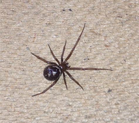 Picture: Steatoda grossa in Crawley