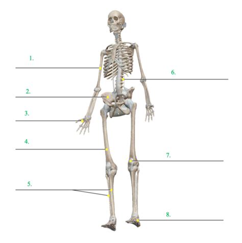 Ant Lab Flashcards Quizlet