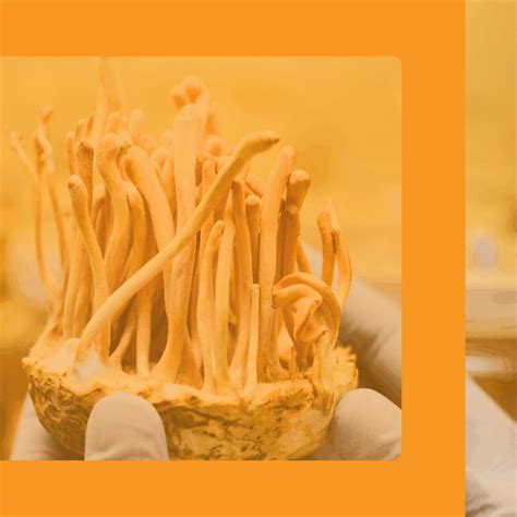 Cordyceps Psychedelic Potential Is Being Explored By Neuroscientists - RYZE Superfoods
