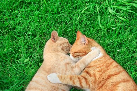 Hugging cats stock image. Image of green, domestic, sleep - 12356063