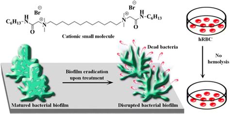 Antibacterial And Antibiofilm Activity Of Cationic Small Molecules With