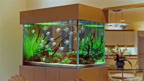 How To Decorate A Large Freshwater Aquarium Tips And Tricks For An