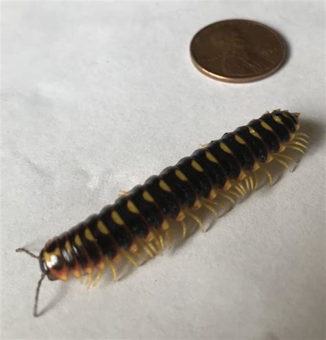 Centipede found in Montpelier, VT garden : r/whatsthisbug