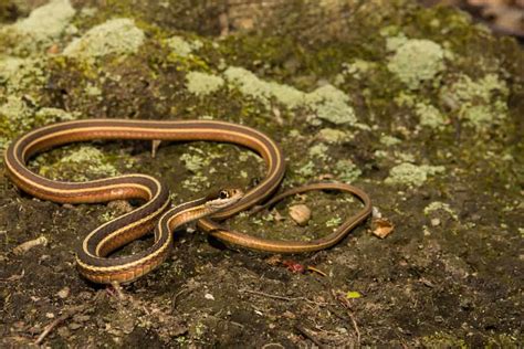 North Carolina Snakes Identification