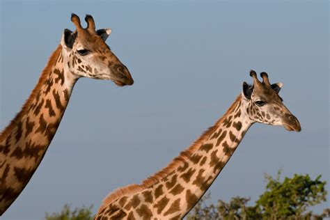 Nubian Giraffe