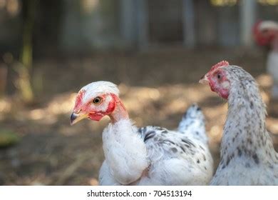 Naked Neck Chicken Images Stock Photos D Objects Vectors Shutterstock
