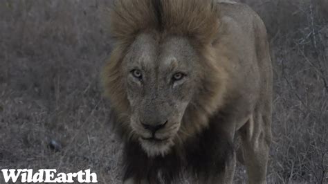 WildEarth Sunset Safari 19 August 2023 YouTube