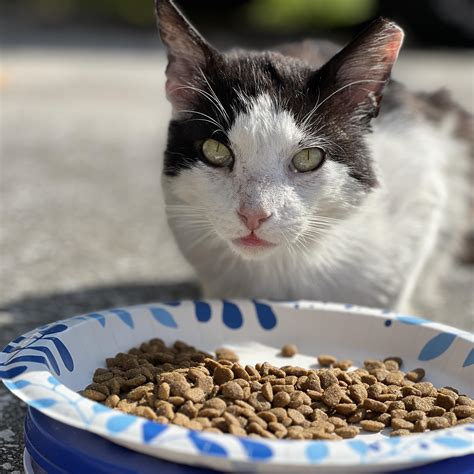 Requesting recommendations for healthy AND affordable cat food brands
