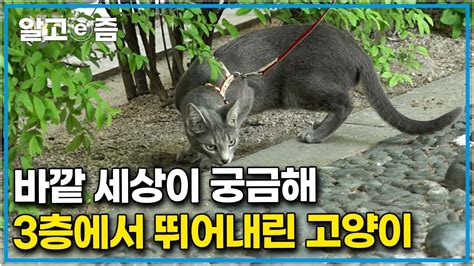 그래서 그 후로 산책을 시켰어요 밖을 너무나 좋아하면서도 돌발상황에 스트레스받는 산책하는 고양이 괜찮은 걸까 고양이를