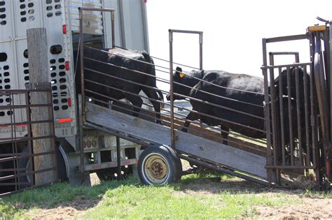 How Many Sheep In A Stock Trailer At Linda Bartholomew Blog