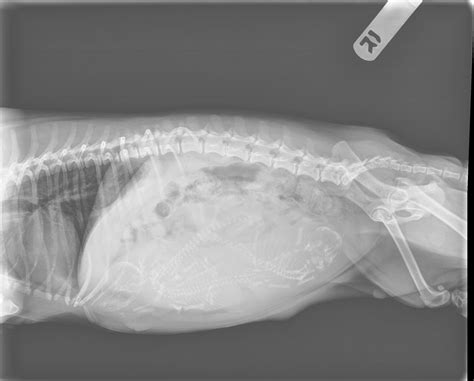 Reading recent newberry obituaries reveals a surprising local war hero 5