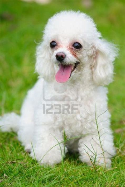 Cute Dogs: Poodle dog