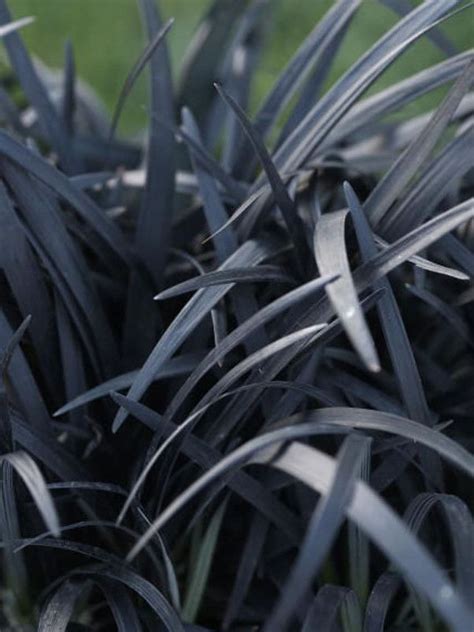 Black Grasslike Nigrescens Adds Drama To Garden Ornamental Grasses