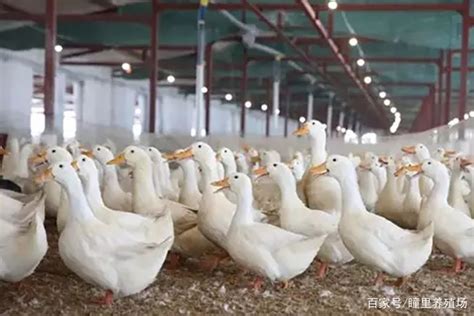 快速治疗鸭子腺病毒 7日龄鸭子腺病毒感染有哪些症状