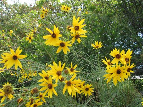 Kansas Is The Sunflower State Dyck Arboretum