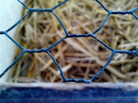 Free picture: metal, cage, birds