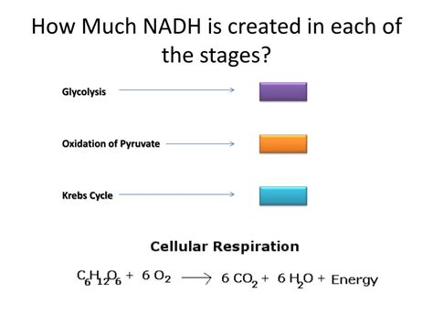 Ppt Cellular Respiration Review Powerpoint Presentation Free