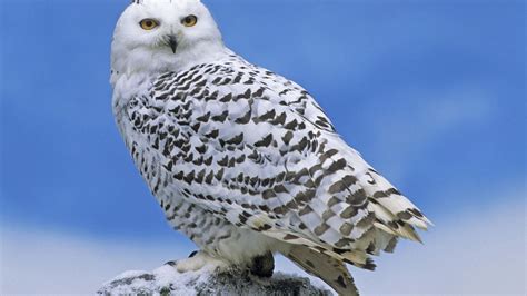 🔥 [41+] Snowy Owl Wallpapers HD | WallpaperSafari