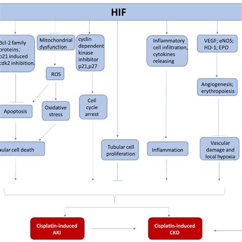 The Involvement Of HIF In Cisplatin Induced Nephrotoxicity During