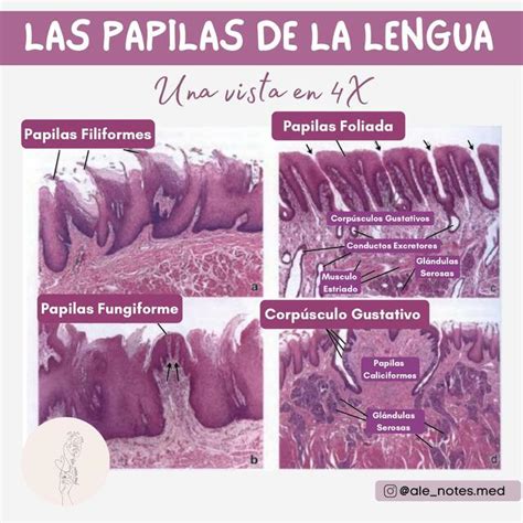 Las Papilas De La Lengua Enfermer A Udocz