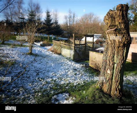 Pruned willow tree hi-res stock photography and images - Alamy